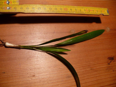 P1100804_1.JPG
