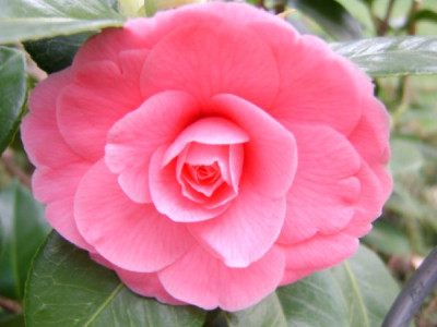 STA52939.jpg