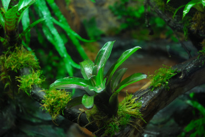 2022-03-05 Terrarium 2.jpg