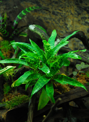 2022-03-05 Terrarium 4.jpg