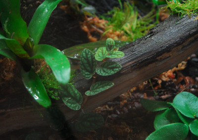 2022-03-05 Terrarium 6.jpg