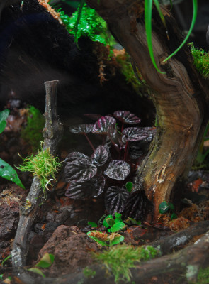 2022-03-05 Terrarium 8.jpg