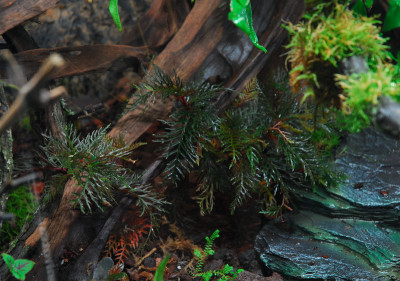 2022-03-05 Terrarium 9.jpg