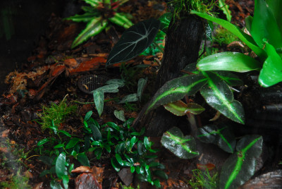 2022-03-05 Terrarium 10.jpg