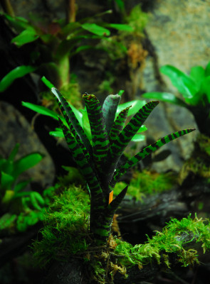 2022-03-05 Terrarium 11.jpg