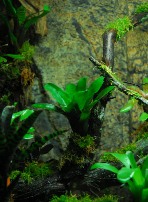 2022-03-05 Terrarium 12.jpg
