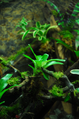 2022-03-05 Terrarium 13.jpg