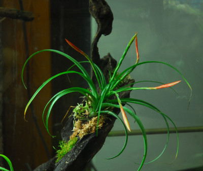 2022-03-05 Terrarium 14.jpg