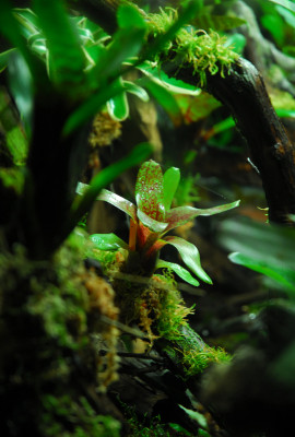 2022-03-05 Terrarium 15.jpg
