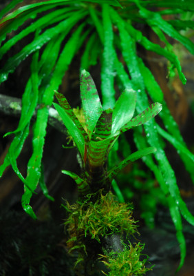 2022-03-05 Terrarium 17.jpg