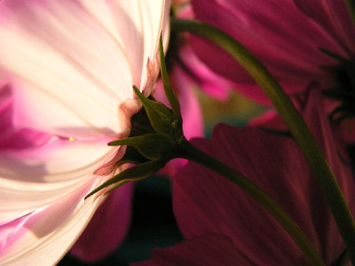 Cosmea-Okt-1.jpg