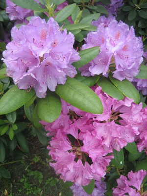 Rhododendron_5100_r11.jpg