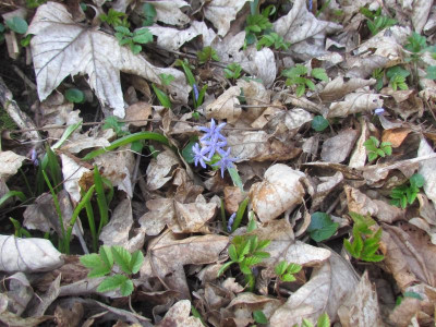 Scilla 1.JPG