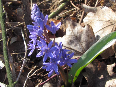 Scilla 2.JPG