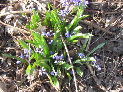 Scilla 3 mit Pilz.JPG