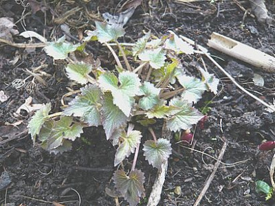 unbekannter_Eindringling_fars_2008.jpg
