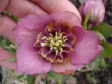 Ueberraschungs-_Anemone2.jpg