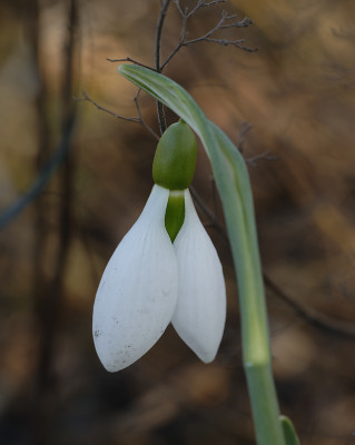 DSC_4510_DxO.jpg
