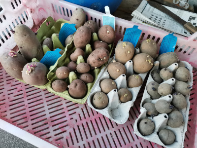 Kartoffeln Eierkarton.jpeg