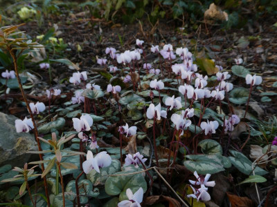 Cyclamen coum Susanne 22030007 1.jpg