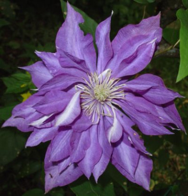 Etoile_Malicorne_28.5.09.jpg