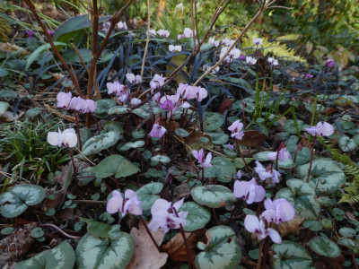 Cyclamen coum Susanne 22030007 2.jpg