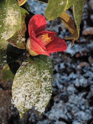 springs_promise_-4C.jpg