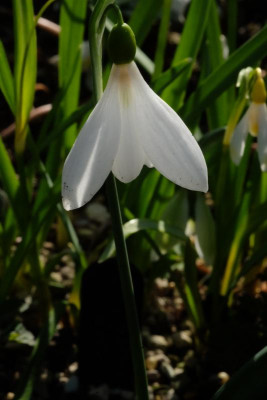 DSCF6107.JPG