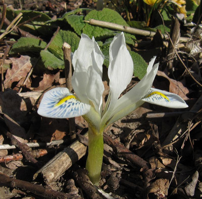 IMG_5704_Iris_Polar_Ice_7Maerz2022_.jpg