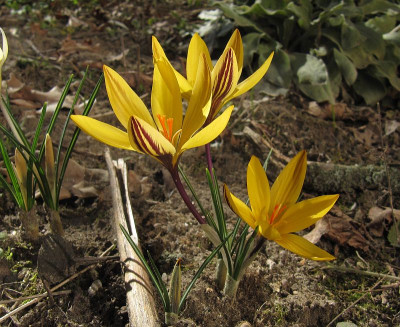 IMG_5739_Crocus_x_leonidii_Early_Gold_7Maerz2022_.jpg