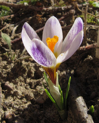 IMG_5742_Crocus_sieberi_Ronald_Ginns_7Maerz2022_.JPG