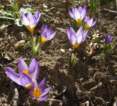IMG_5752_Crocus_sieberi_Tricolor_7Maerz2022_.jpg