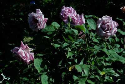 DSCF2762.JPG