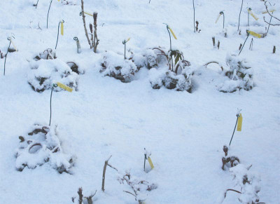 mairei_schnee.jpg