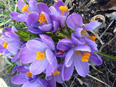 krokus 1.JPG