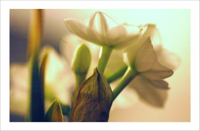 Narcissus_1_19-03-2008.jpg
