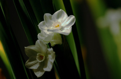 Narcissus_1_20-03-2008.jpg