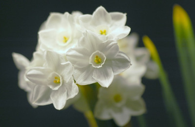 Narcissus_2_20-03-2008.jpg