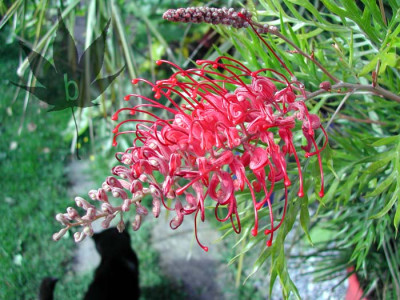 grevillea_banksii_1.jpg