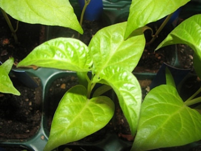 08chili_aji_dulce01.JPG