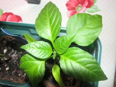 08chili_bulgarian_carrot01.JPG