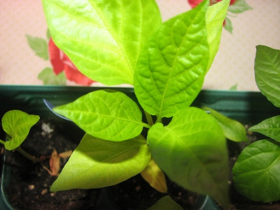 08chili_purpe_beauty01.JPG
