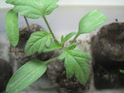 08tomatenanzucht0.JPG