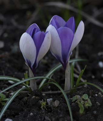 DSC_4516_DxO_DxO.jpg