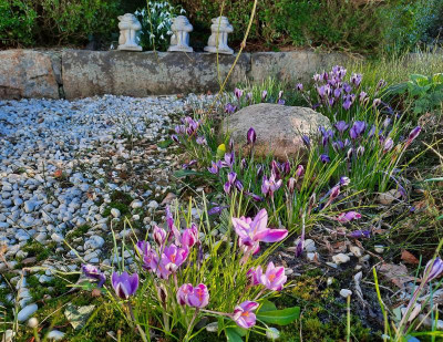 Crocus minimus.jpg