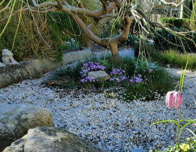 Crocus minimus2.jpg