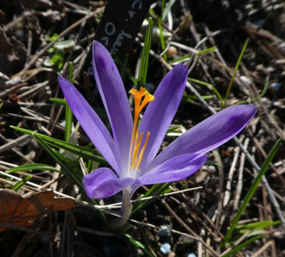 Crocus heuff 'Oradea' 220310.jpg