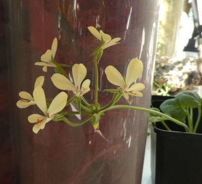 Pelargonium grenovilleae ex Blumberg 220307 2.JPG