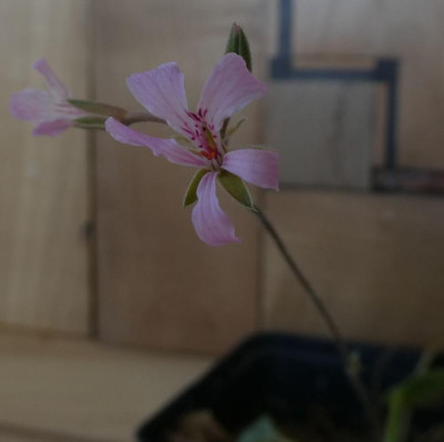Pelargonium tenellum MST 987 220310.jpg