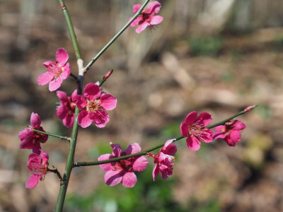 Prunus mume Beni-chidori P3100136.JPG